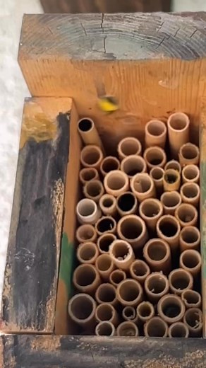 11 reactions | Slow-motion moment: a Mason bee returns to her nesting tube, loaded with pollen. These gentle, solitary bees are some of our most efficient pollinators—each female gathers food, lays eggs, and seals her nest with mud. No hive, no queen—just quiet, powerful work.#MasonBee #NativePollinators #SolitaryBees #PollinatorPower #BeeConservation #KnowYourBees #BackyardBuzz #SlowMotionNature #BeeFacts | Backyard Buzz | Facebook