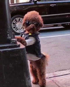 When your Uber isn't where they said it would be… #PoochOfNYC | Jessica Simpson