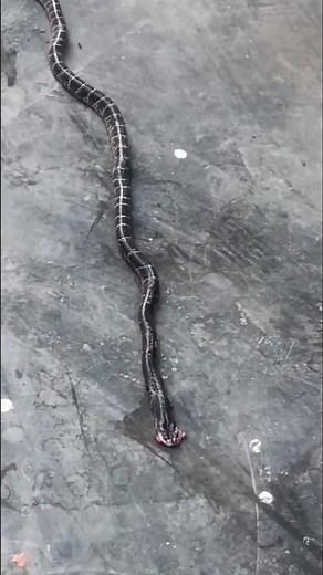 Bungarus caeruleus (Common Krait) #youtubeshorts #viralvideo