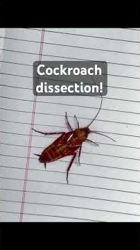 dissection of cockroach 🪳