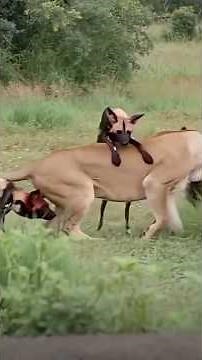 The hedgehog catches the lion by the tongue. And the wild dogs seize the opportunity.##