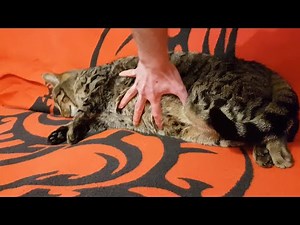 I see cat belly, i need to touch