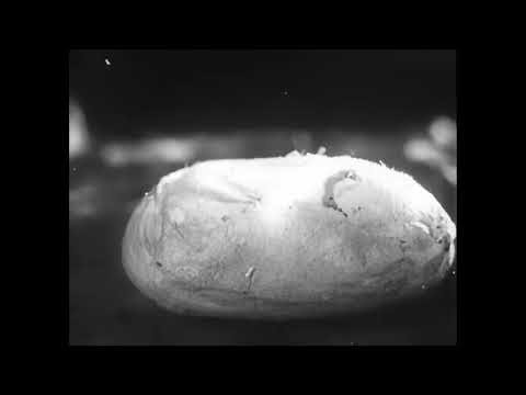 Rare 1949 Nature Film “Ant City” Restored in 4K