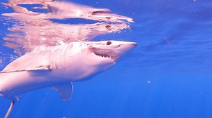 13K views · 235 reactions | It's not just Marlin that cause problems...