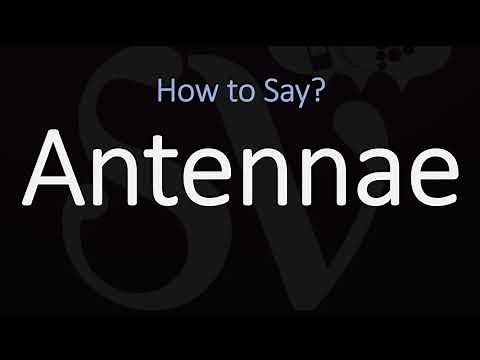 How to Pronounce Antennae? (CORRECTLY)