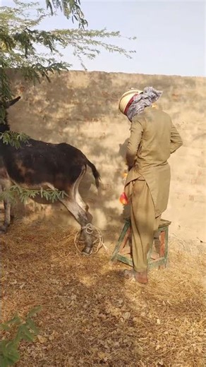 Donkey bride with her partner #reels #trending #animals #foryou