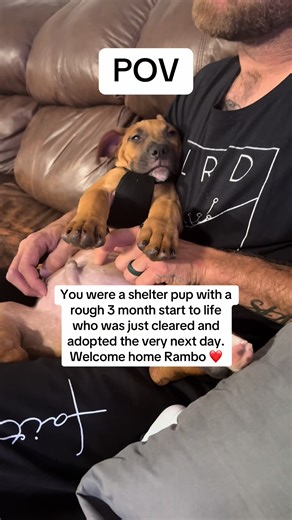 Adopting a Shelter Dog: A Heartwarming Journey