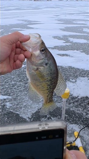 12 inch White Crappie