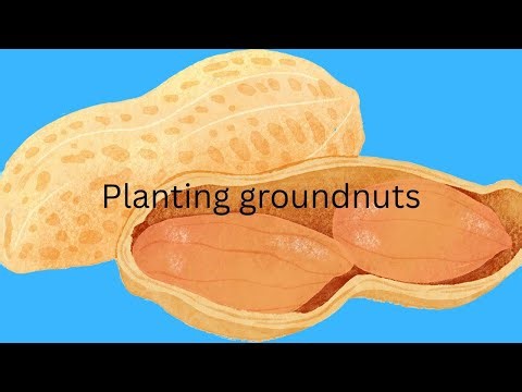 Planting groundnut