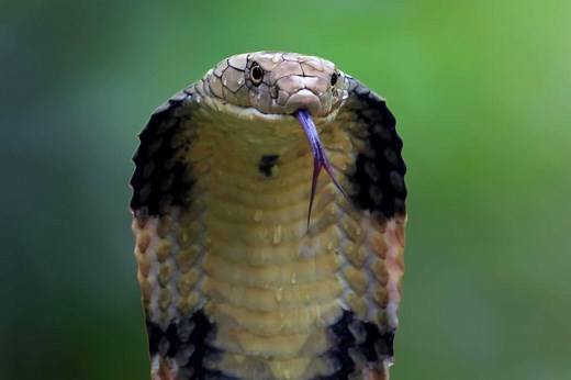 The Truth About Cobras and Their Hidden Fangs