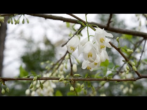 Carolina silverbell (Halesia tetraptera) - Plant Identification