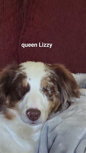 Lizzy the red merle Australian shepherd loves to be brushed by Holly #australianshepherd #aussie