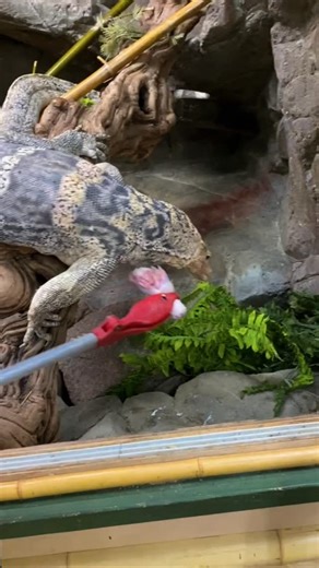 Asian water monitors are highly food motivated and known for their ability to hunt down difficult to catch prey! He went for me a couple times thinking I was food! 😆 These guys really can’t get enough! #livingthedream | Jayprehistoricpets