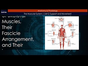 Interactions of Skeletal Muscles, Their Fascicle Arrangement, and Their Lever Systems | Unit 2