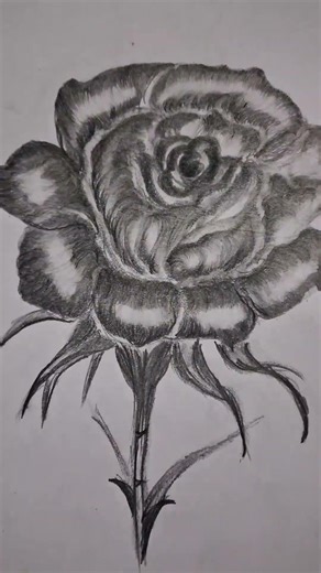 This Rose is Not Real | Hyper Realistic Pencil Drawing #shorts