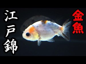 金魚導入・大きな黒目！ ＆ 60cm水槽立ち上げ【金魚水槽】