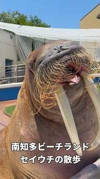 【南知多ビーチランド】巨大なセイウチが目の前に！人気イベント「セイウチの散歩」