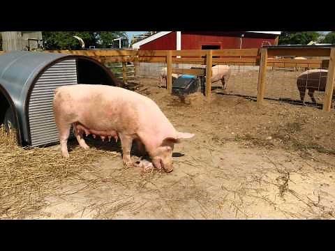 Graphic Pig eats baby pig