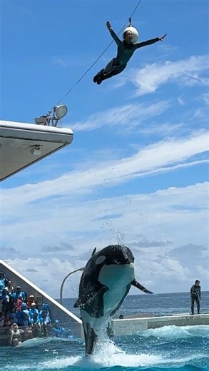 stella_lov◡̈*♡ on Instagram: "ラビーとトレーナーさん🩷◡̈ スカイロケットからのリフト✨ カッコよすぎる… トレーナーさんがスカイロケットから着水してからのラビーがビューーン！！って乗せにくるのかっこいい 2025.7.19 Sat. 11:30 #鴨川シーワールド #kamogawaseaworld #鴨シー #シャチ #orca #killerwhale #水族館 #aquarium #ラビー #スゴいぜ鴨シー #鴨川シーワールド55周年"