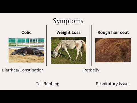 Internal Parasites of Horses.