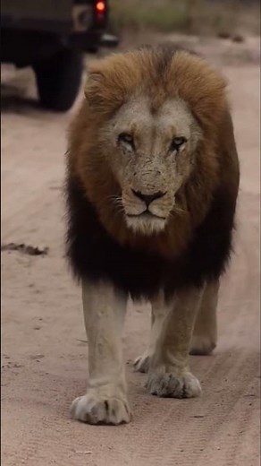 Majestic Lion Walks Like a King | 4K Close-Up