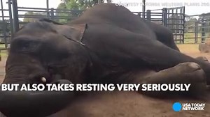 This is how an elephant survives a 22-month pregnancy. | Enquirer - Cincinnati and Kentucky