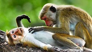 New uterine loop for monkey birth control