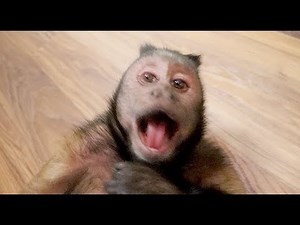 Capuchin Monkeys MidNight PlayTime Routine!
