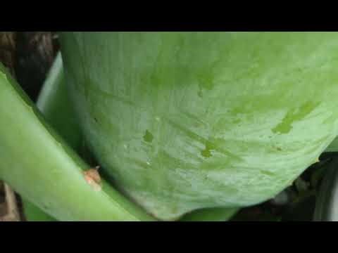Aloe Vera plant 🪴 care tips