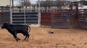 One of the most important things when starting calves is to have your arena dirt in top shape. We use Mini Black Widow Arena Groomers to ensure that our ground is in the best shape it can be in! Check them out here on Facebook and order yours today. It’s an investment in your program that will pay dividends for years to come! | BS Cattle Co.
