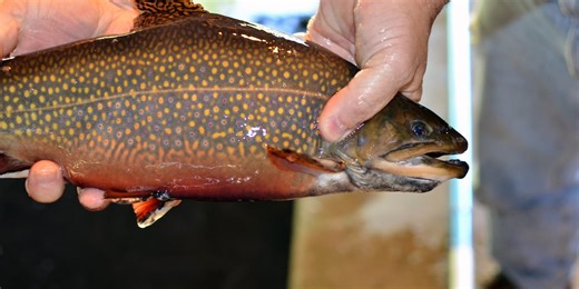 Michigan DNR concludes fall fish stocking program