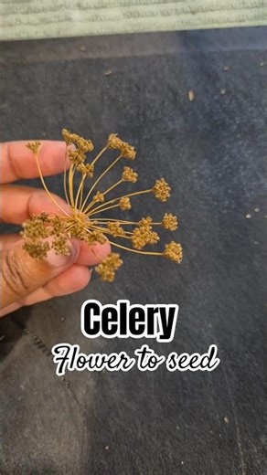 Celery - Easiest way to seperate seeds #growgreen #homegarden