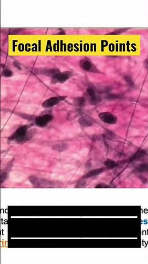 What Are Focal Adhesions? | The Cell's Anchors to the Extracellular Matrix
