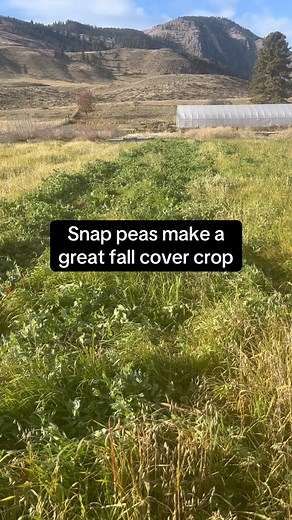 Reflecting on the fall crops as big fluffy snowflakes continue to fall… the changing seasons are poignant on so many levels #fourseasons #covercrops | Beaver Food Forest
