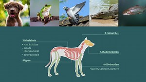 Vergleich von Wirbeltierklassen – Skelett | sofatutor.com