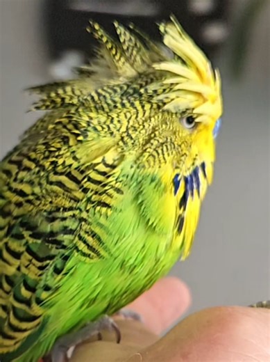 Understanding Your Angry Budgie’s Needs