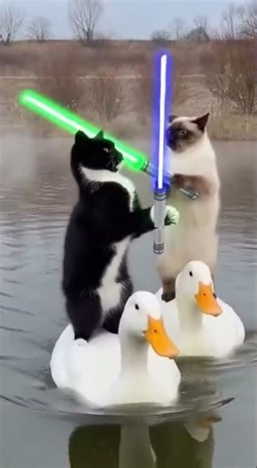 These cats don't know how to use laser swords. #funny #cat#starwars