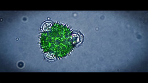 Alien Apocalypse Movie