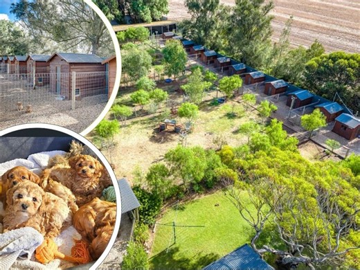 Home of Cute Country Cavoodles pulled off market despite impressive bid - realestate.com.au