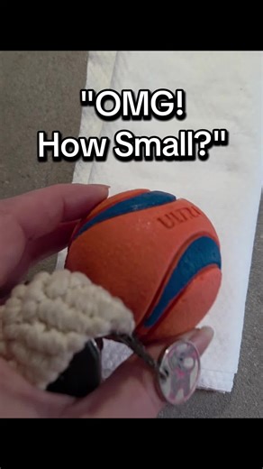 Dog walk essentials always in my pocket — keys, poo bags, ball, wipes… and this tiny power bank. I never leave without a backup charge now. Added the one I use to my showcase if anyone’s curious. #dogwalkessentials #powerbank #phonebattery #everydaycarry #usefulgadgets