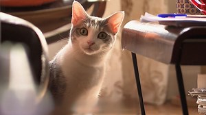 Replay Le chat : meilleur ami de l'homme ? : voir l'intégralité de cette émission sur RMC BFM PLAY