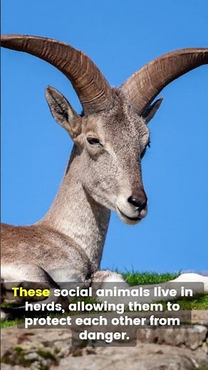 Bharal: The Master of Mountain Camouflage! 🏔️🐏