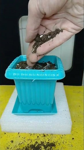 How to plant geranium seeds, simple and fast