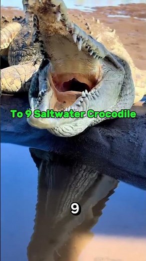 Top 10 Most Dangerous Animals on Earth 🌍 The #1 Is Totally Unexpected!