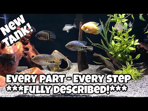 Moving Cichlids to New Bigger Tank [Step-by-Step] - Moving Fish Successfully without Death & Stress