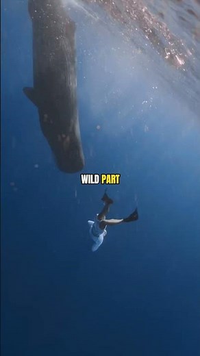 The giant squid no human has ever seen alive