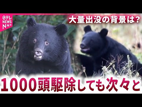 【クマ】一体何頭いる？ 熊"大量出没"の背景に社会状況の変化 対策は 秋田 NNNセレクション