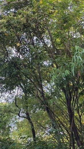 Peaceful Countryside Insect Sounds 🦗#asmr #natureasmr #rurallife #sleepsounds