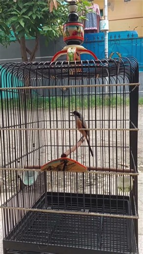 shrike bird from Java, Indonesia #bird #birds #birdsong #birdlover #birdwatching #birdlovers #nature
