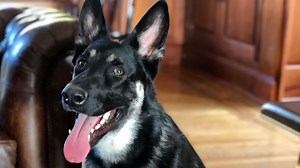 Bidens' dog goes from White House to dog house after bite incident